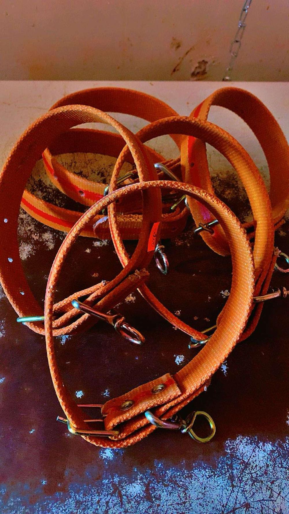 Dog Collars - Image 2