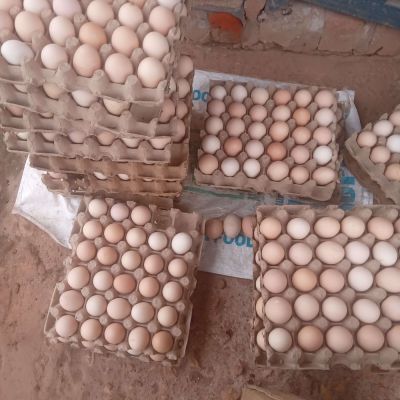 Local Fertilized Eggs - Yellow Yolk Eggs - Day One Local Chicks