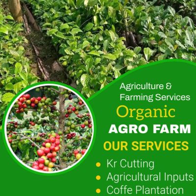 Coffee Seedlings in all Varieties